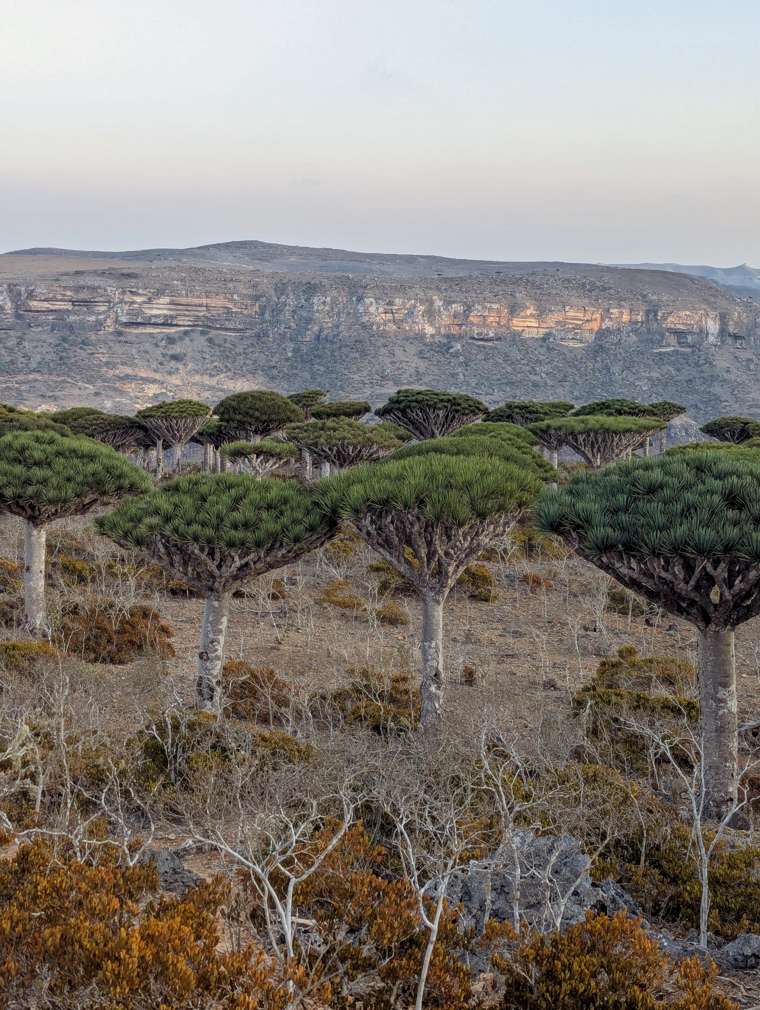Dixam plateau Fermahin protected area