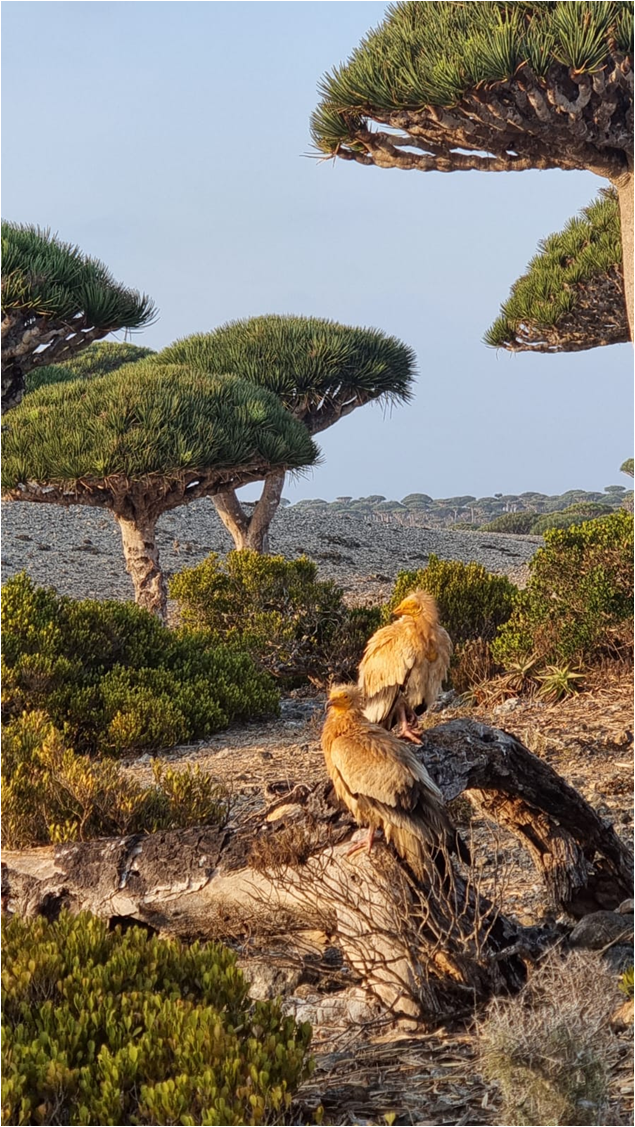 Fauna