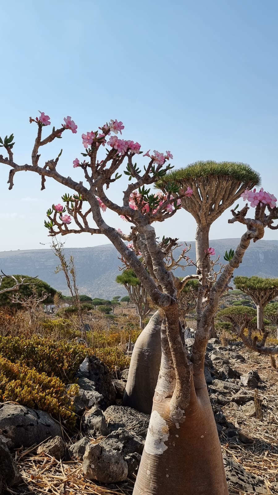 Flora
